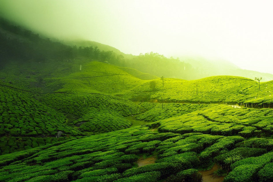 sencha-414455_1200x630.jpg?v=